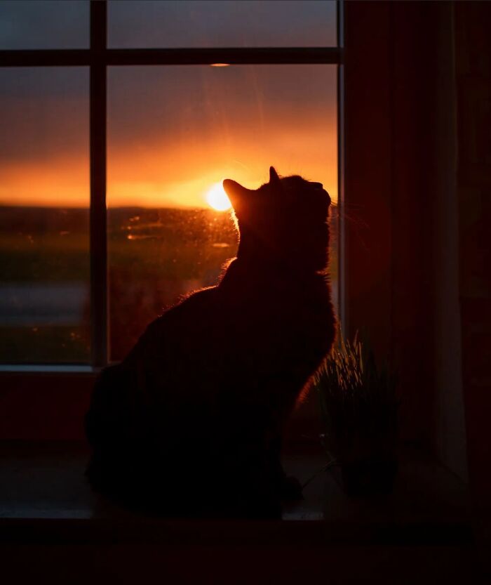 41 Aesthetic Cat Photos Shared By This Page That Capture Felines At Their Most Majestic