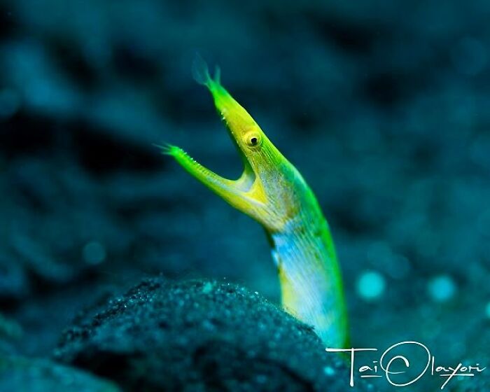 A slender, bright green eel peeks out from the sand, revealing the beauty of oceanlife beneath the waves.