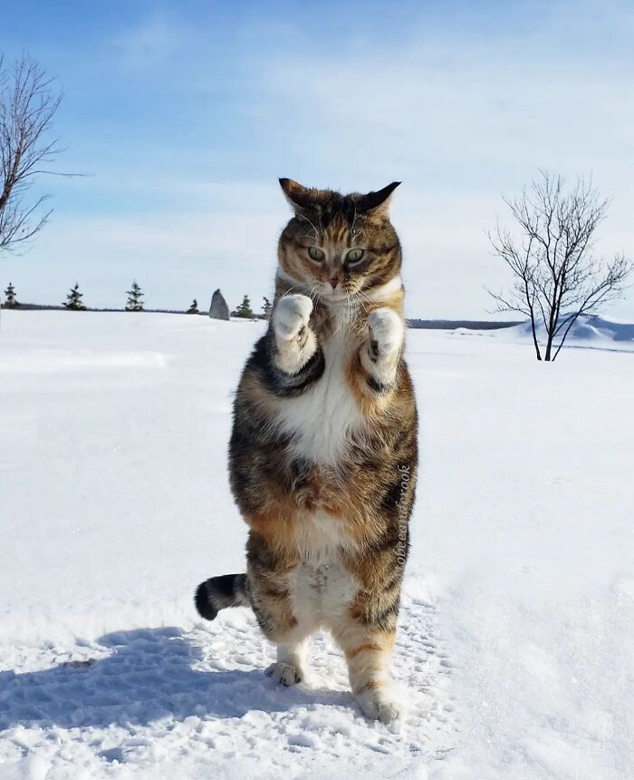 41 Aesthetic Cat Photos Shared By This Page That Capture Felines At Their Most Majestic
