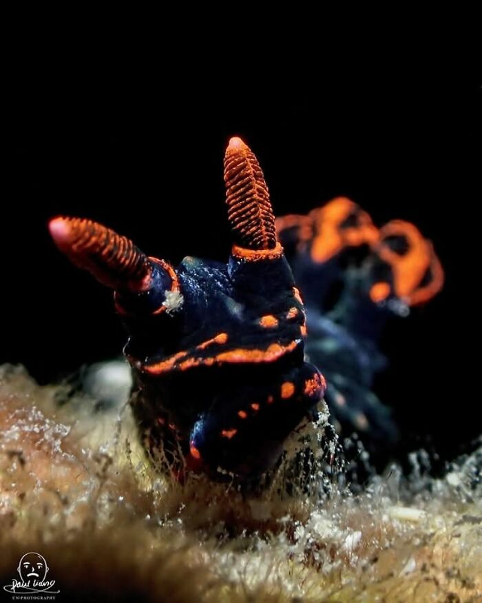 Stunning macro photo of a vibrant, black and orange nudibranch amidst raw oceanlife.