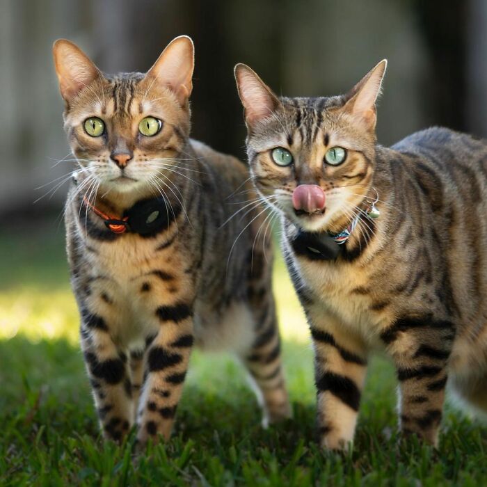 41 Aesthetic Cat Photos Shared By This Page That Capture Felines At Their Most Majestic