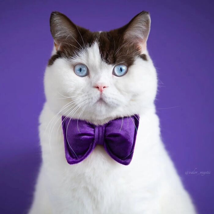 41 Aesthetic Cat Photos Shared By This Page That Capture Felines At Their Most Majestic