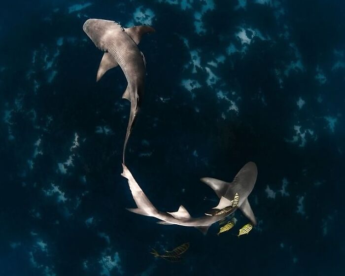 Stunning photos of two sharks swimming in dark ocean water, revealing the beauty beneath the waves.