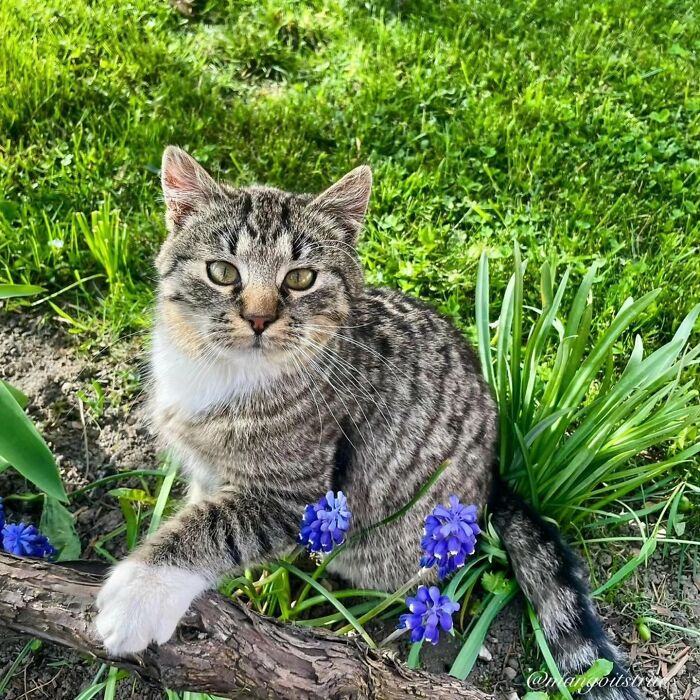41 Aesthetic Cat Photos Shared By This Page That Capture Felines At Their Most Majestic