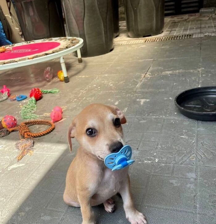 30 Adorable Dog Photos From “Cute Animal Photos To De-Stress” That Are Guaranteed To Brighten Your Day (New Pics)