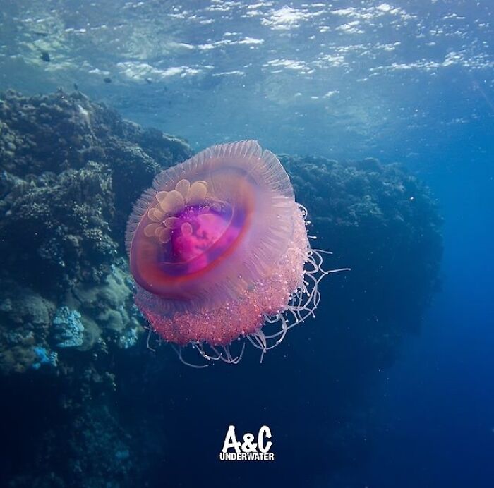Stunning photos of a jellyfish revealing the beauty beneath the waves from Raw Oceanlife.