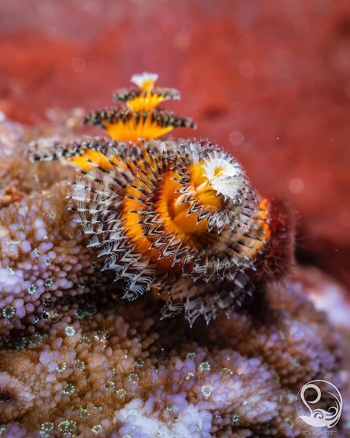 An exquisite raw oceanlife photo revealing the beauty beneath the waves with a Christmas tree worm.