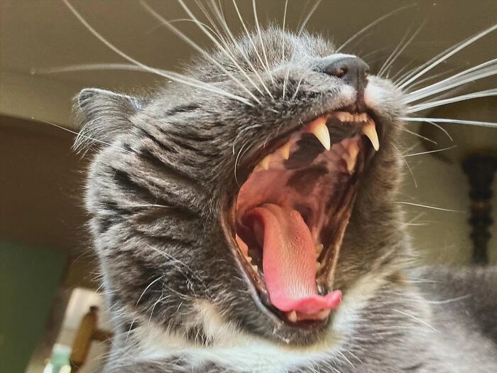 41 Aesthetic Cat Photos Shared By This Page That Capture Felines At Their Most Majestic