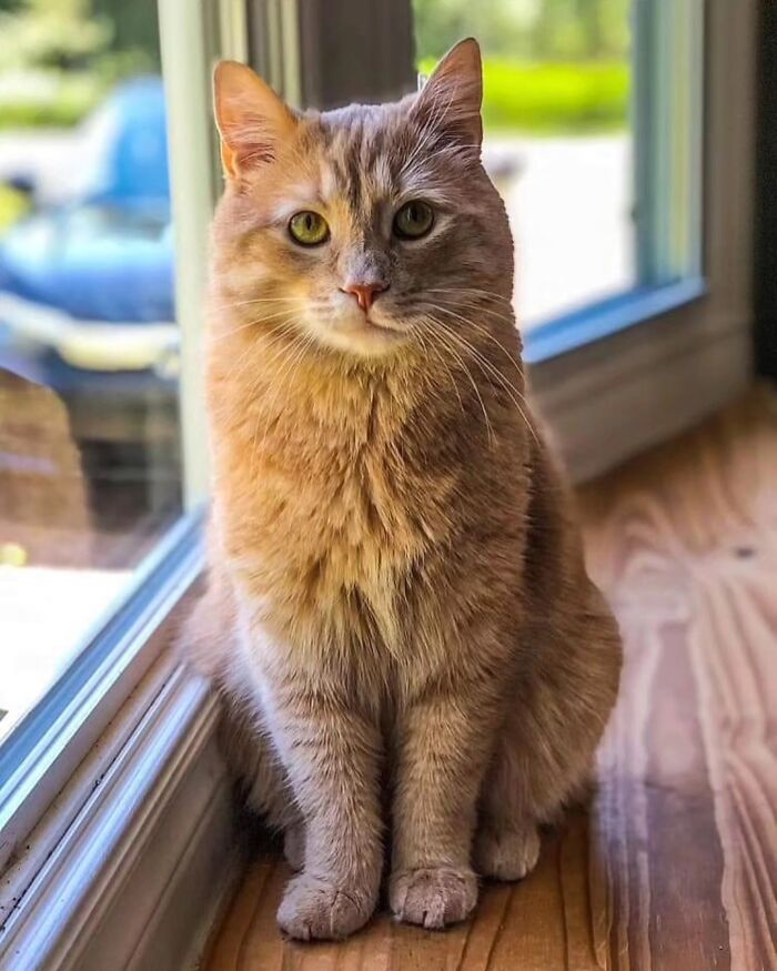 41 Aesthetic Cat Photos Shared By This Page That Capture Felines At Their Most Majestic