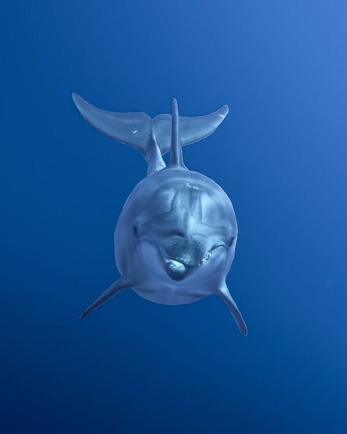 Stunning Raw Oceanlife photo: a friendly dolphin swimming beneath the waves.