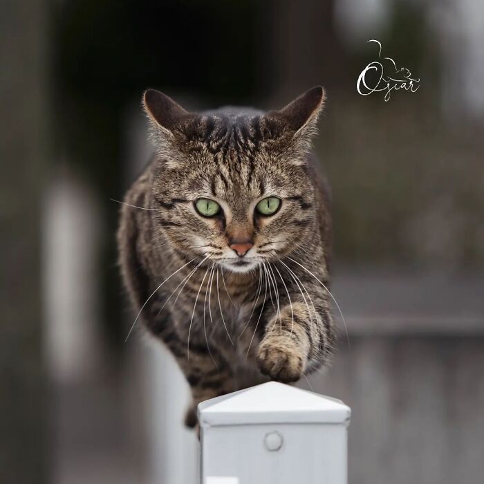 41 Aesthetic Cat Photos Shared By This Page That Capture Felines At Their Most Majestic