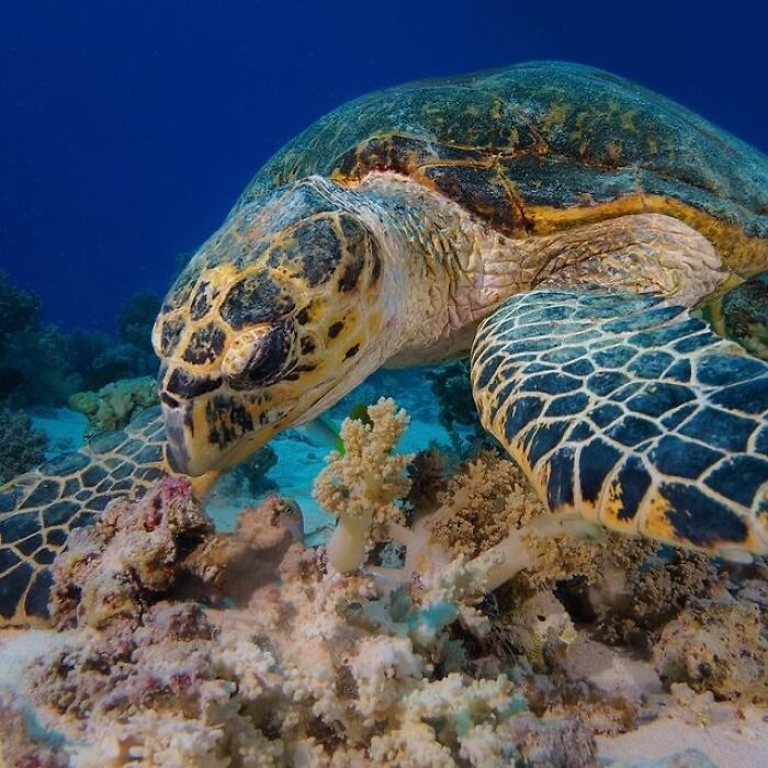 Stunning photos of a sea turtle on a coral reef, revealing the beauty beneath the waves.