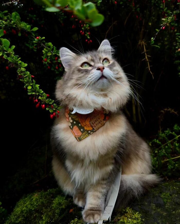 41 Aesthetic Cat Photos Shared By This Page That Capture Felines At Their Most Majestic