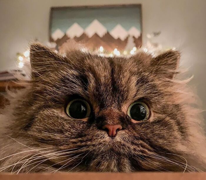 41 Aesthetic Cat Photos Shared By This Page That Capture Felines At Their Most Majestic
