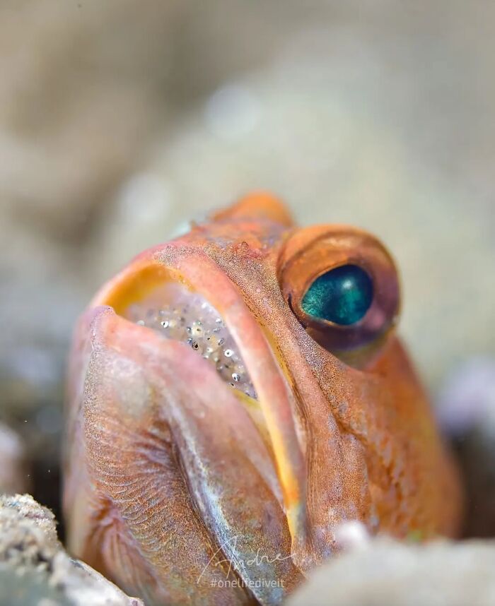 A close-up Raw Oceanlife photo of a vibrant orange fish with large blue eyes, revealing beauty beneath the waves.