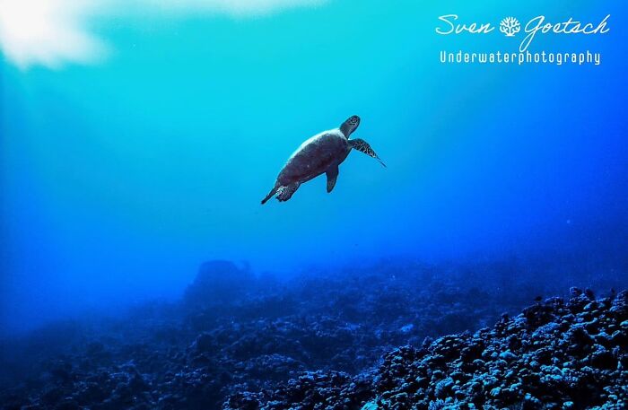 A wide Raw Oceanlife shot of a sea turtle swimming in open blue water above a coral reef, revealing beauty beneath the waves.