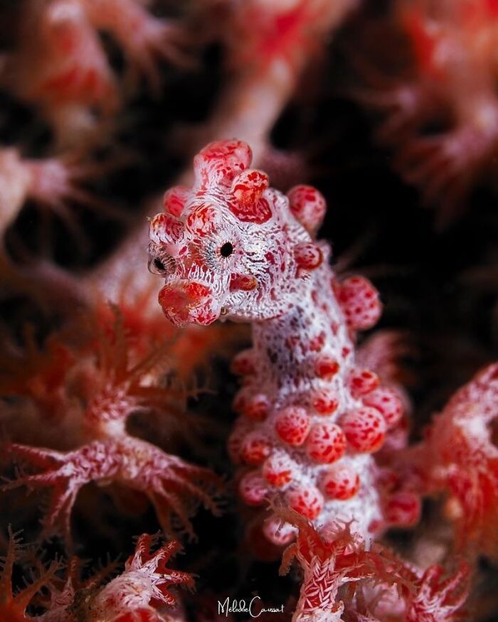 An intricate Raw Oceanlife shot of a pygmy seahorse blending with its coral home, showcasing beauty beneath the waves.
