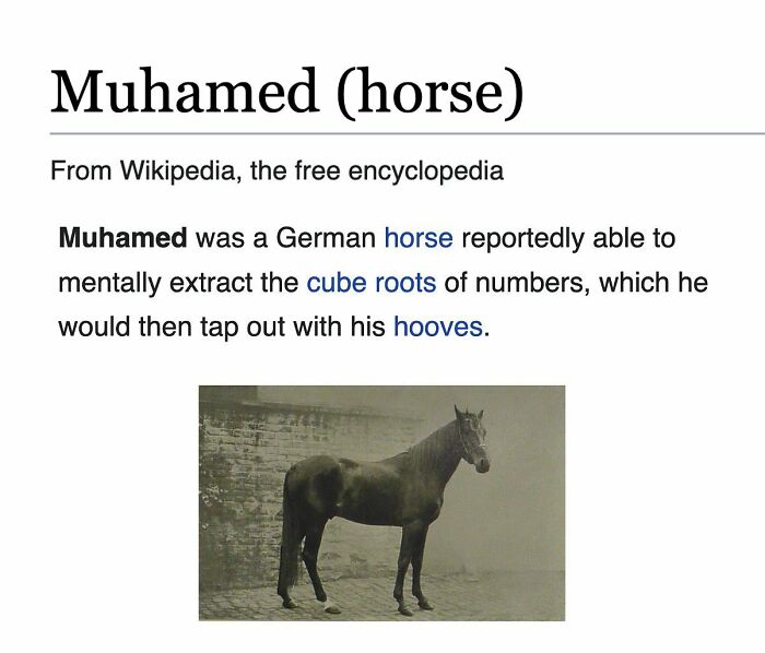 Wikipedia page showing Muhamed horse known for cube roots math ability