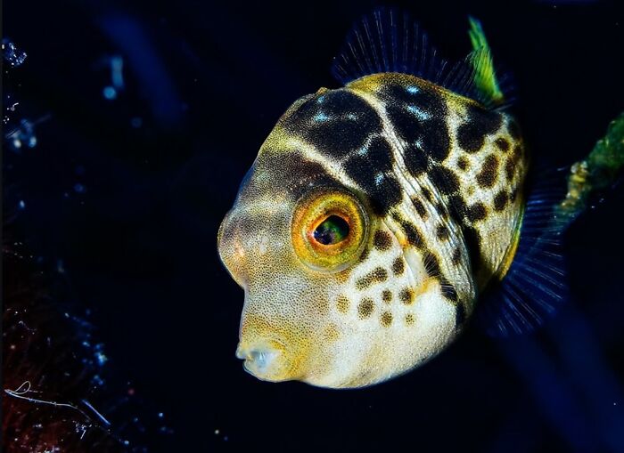 Stunning close-up photo of a small, spotted fish with large eyes, capturing the beauty of raw oceanlife.