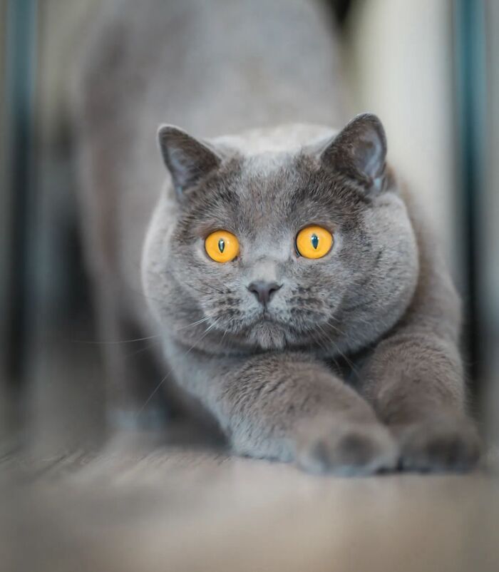 41 Aesthetic Cat Photos Shared By This Page That Capture Felines At Their Most Majestic