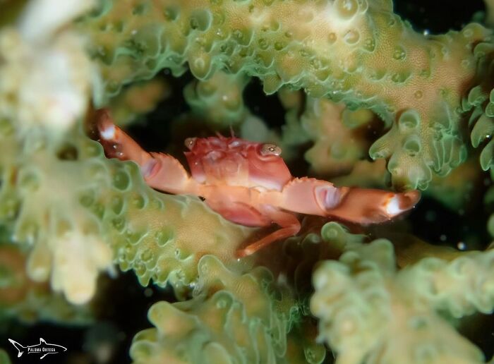 A tiny red crab hides among the vibrant green coral, showcasing the beauty of oceanlife beneath the waves.