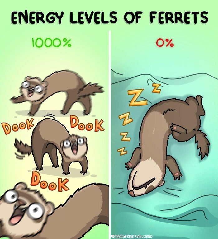A comic illustrating a Siberian girl's life with two ferrets, showing ferrets energy levels at 1000% and 0%.
