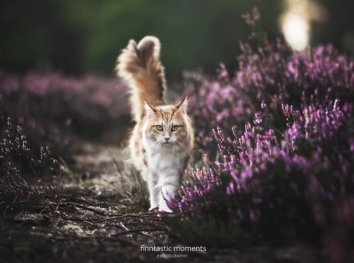 41 Aesthetic Cat Photos Shared By This Page That Capture Felines At Their Most Majestic