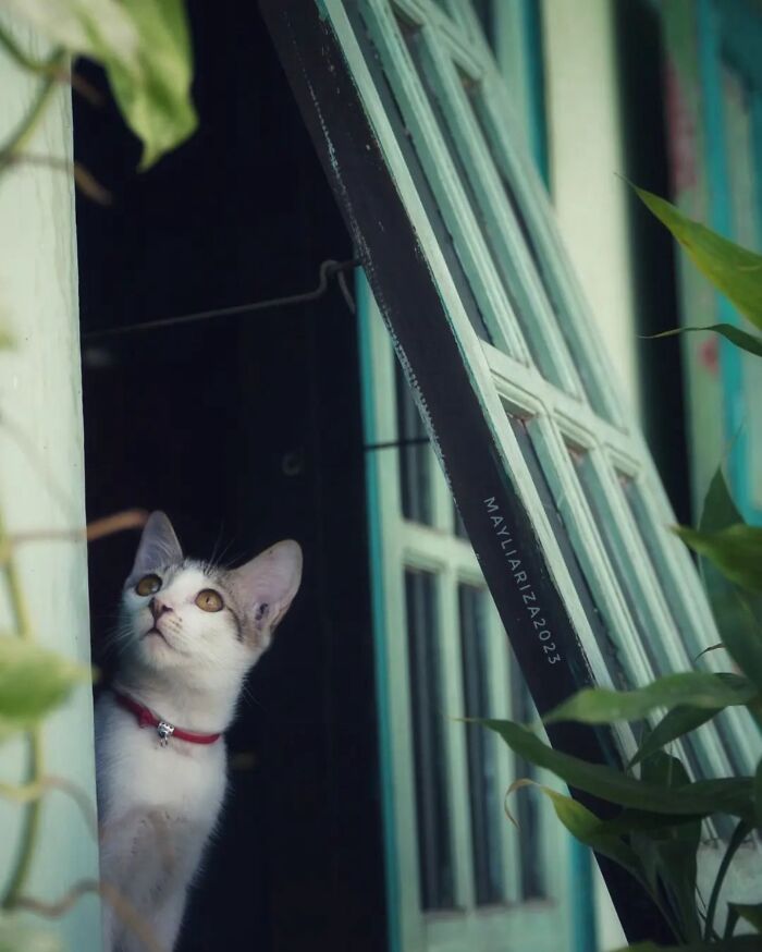 41 Aesthetic Cat Photos Shared By This Page That Capture Felines At Their Most Majestic