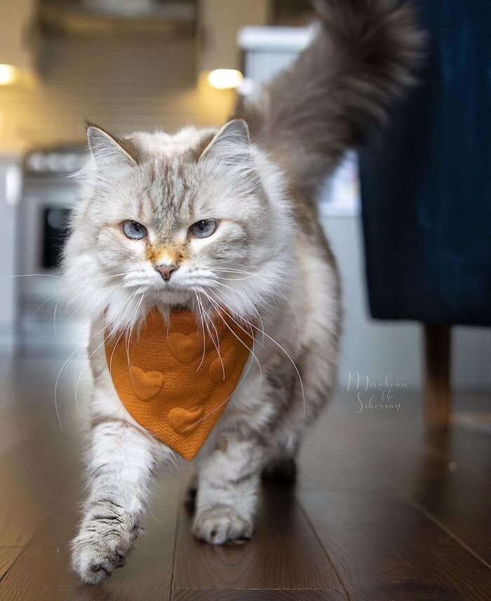41 Aesthetic Cat Photos Shared By This Page That Capture Felines At Their Most Majestic