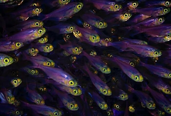 A mesmerizing photo of a school of small, purple fish, showcasing the beauty beneath the waves.