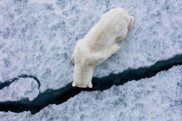 These Stunning Wildlife Photos From Sealegacy Show Why Our Planet Is Worth Protecting (45 Pics)