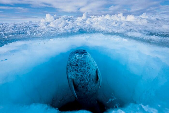 These Stunning Wildlife Photos From Sealegacy Show Why Our Planet Is Worth Protecting (45 Pics)