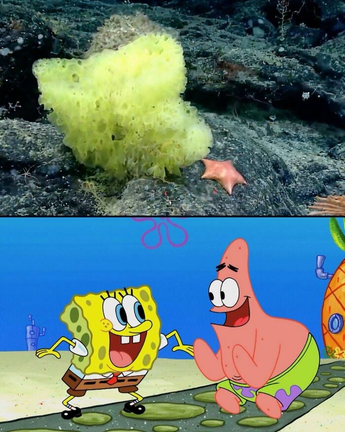 Scientists Found A 'Real-Life' Patrick And Spongebob During An Ocean Expedition