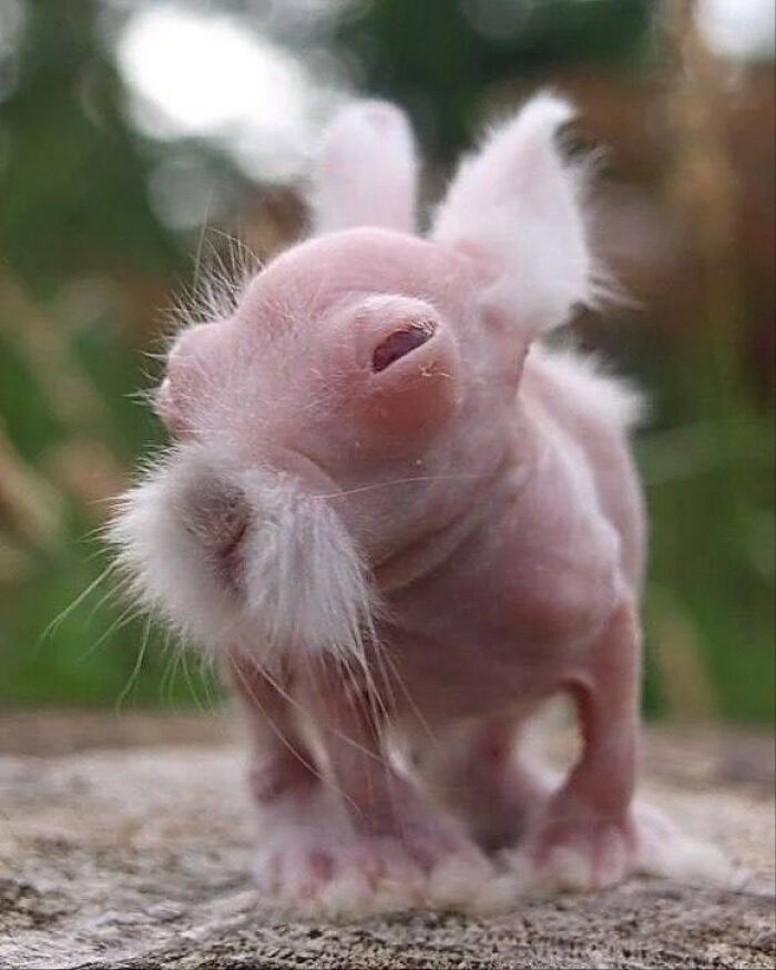 This Baby Rabbit Looks Like A Retired Kung Fu Master
