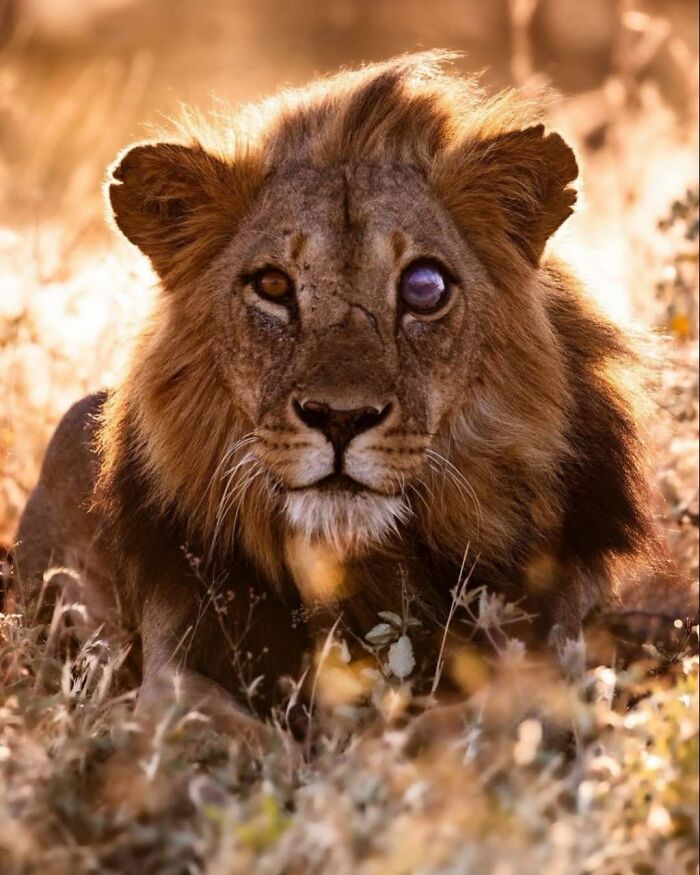 Wildlife Photographer Captured A Lion Marked By The Scars Of Battle