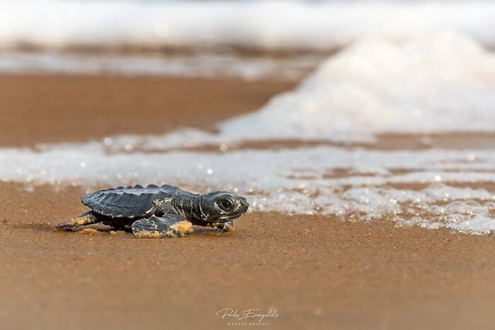 Stunning photos of a baby sea turtle crawling towards the ocean, revealing the beauty beneath the waves.
