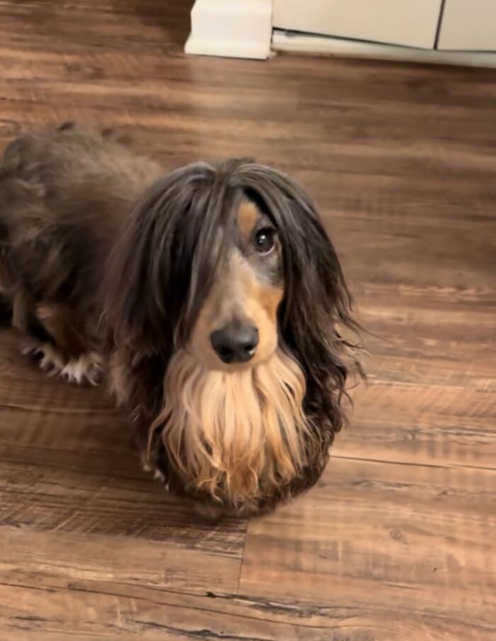 30 Adorable Dog Photos From “Cute Animal Photos To De-Stress” That Are Guaranteed To Brighten Your Day (New Pics)