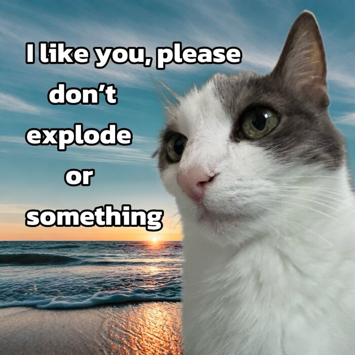 Catscouple-Making-Memes-Mrsmiuki