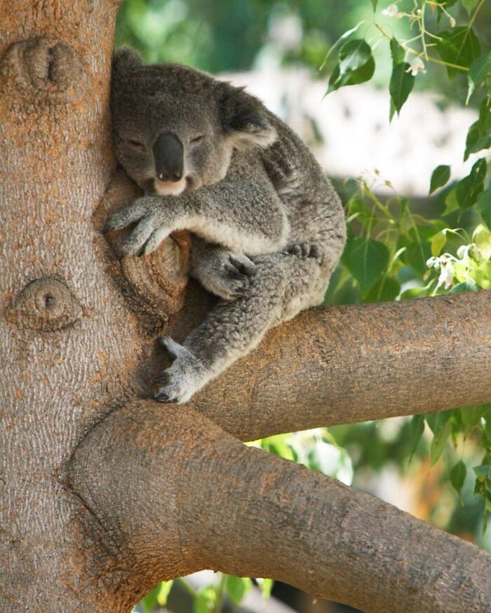 Koalas Gan Sleep Up 10-20 Hours A Day. Waking Only To Eat Before Going Back To Sleep