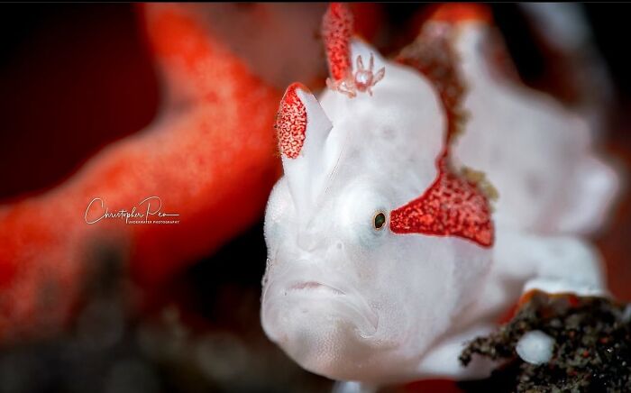 A fascinating raw oceanlife photo of a white and red frogfish, revealing the beauty beneath the waves.
