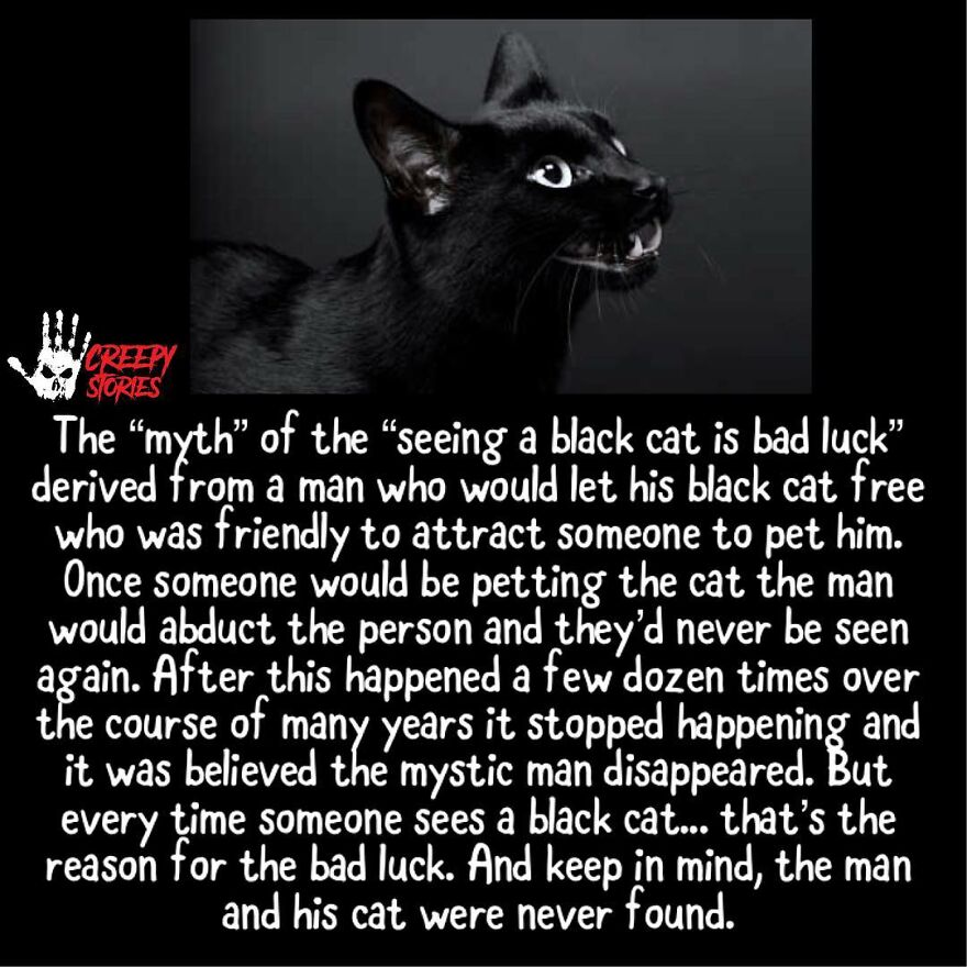 A striking image of a black cat with piercing eyes, representing terrifying facts and horror stories.
