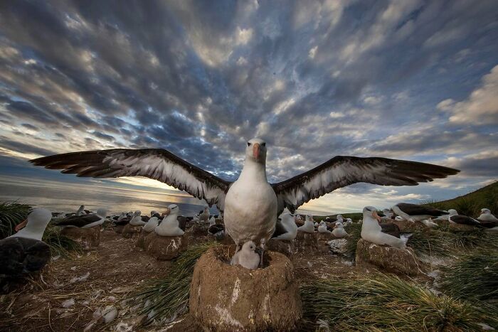 These Stunning Wildlife Photos From Sealegacy Show Why Our Planet Is Worth Protecting (45 Pics)