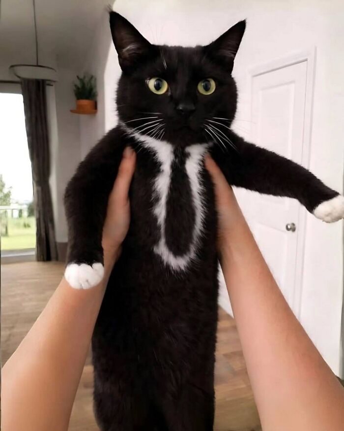 Cat Goes Viral For Having A Natural Suit And Tie Fur Pattern