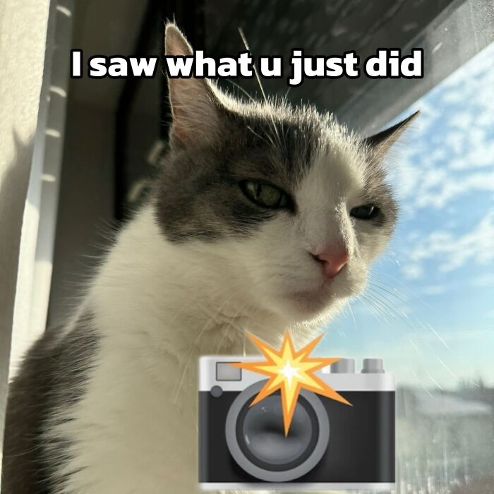 Catscouple-Making-Memes-Mrsmiuki