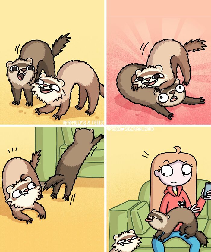 Siberian girl's daily life with two ferrets playing and wrestling on a couch.