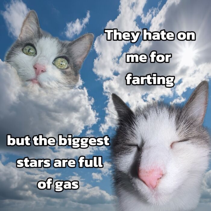 Catscouple-Making-Memes-Mrsmiuki