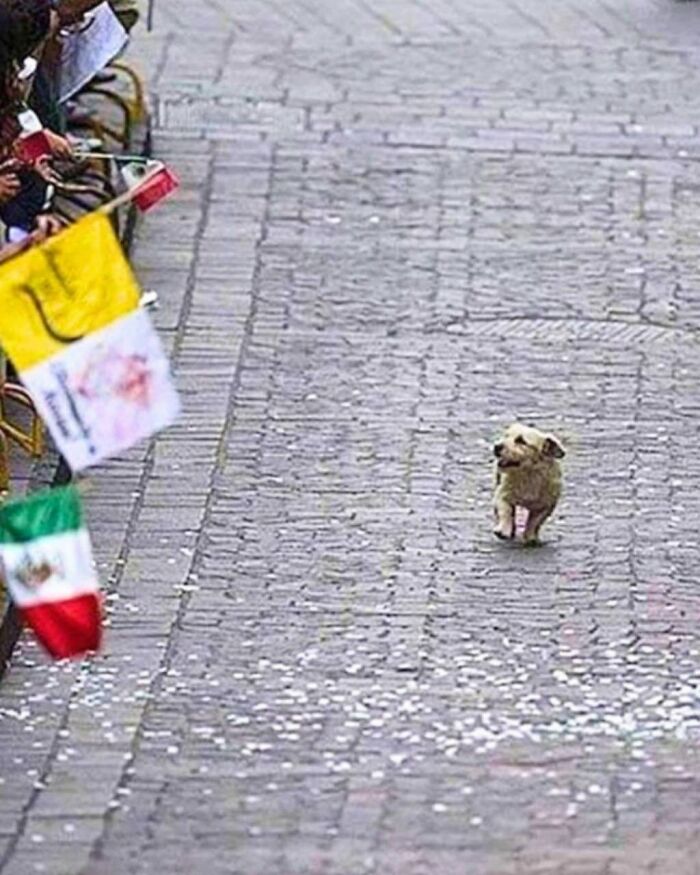 A Stray Dog In Mexico Walked Through A Parade For The Pope Thinking It Was For Him