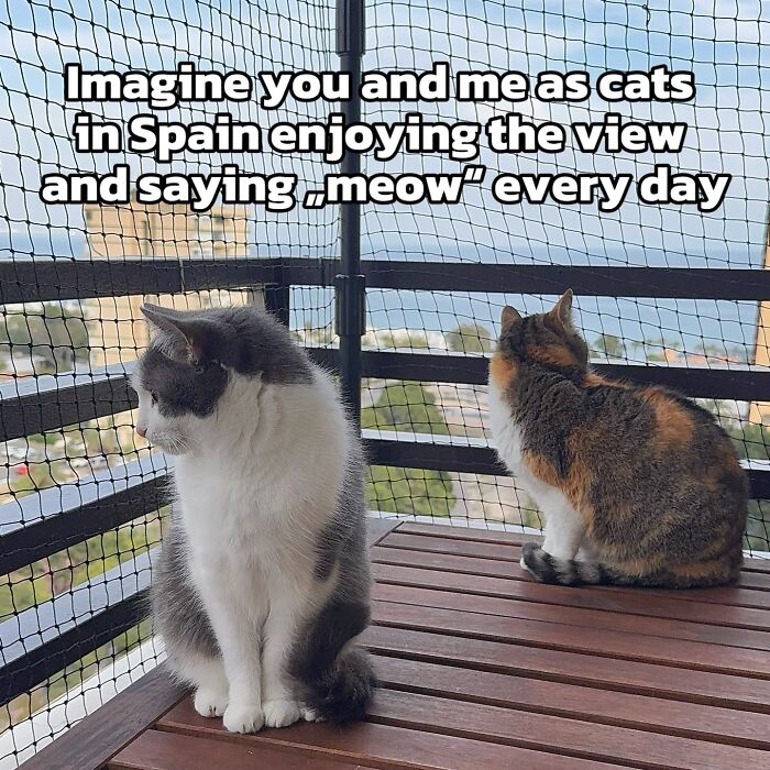 Catscouple-Making-Memes-Mrsmiuki