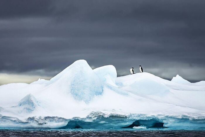 These Stunning Wildlife Photos From Sealegacy Show Why Our Planet Is Worth Protecting (45 Pics)