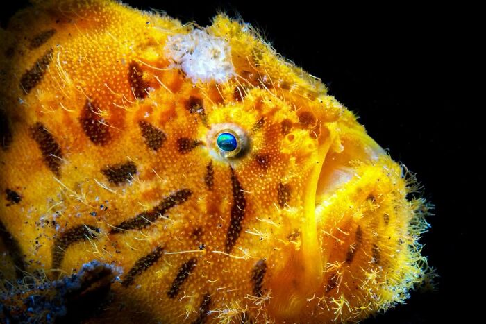 These Stunning Wildlife Photos From Sealegacy Show Why Our Planet Is Worth Protecting (45 Pics)